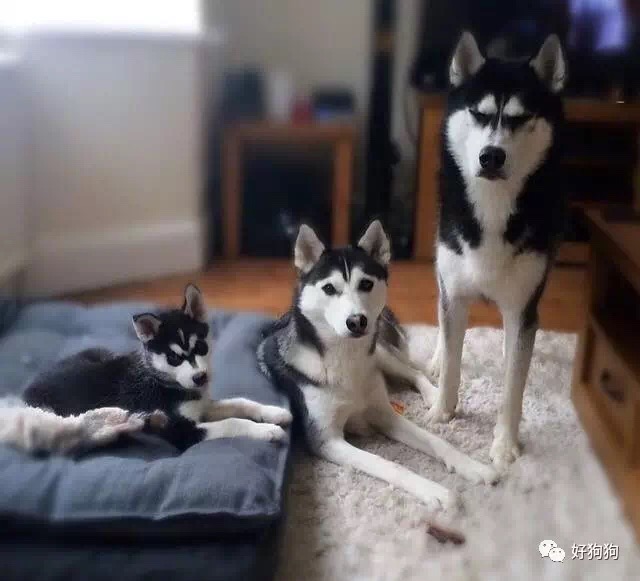 这只号称凶狠表情包鼻祖的二哈,现在居然找到媳妇儿了