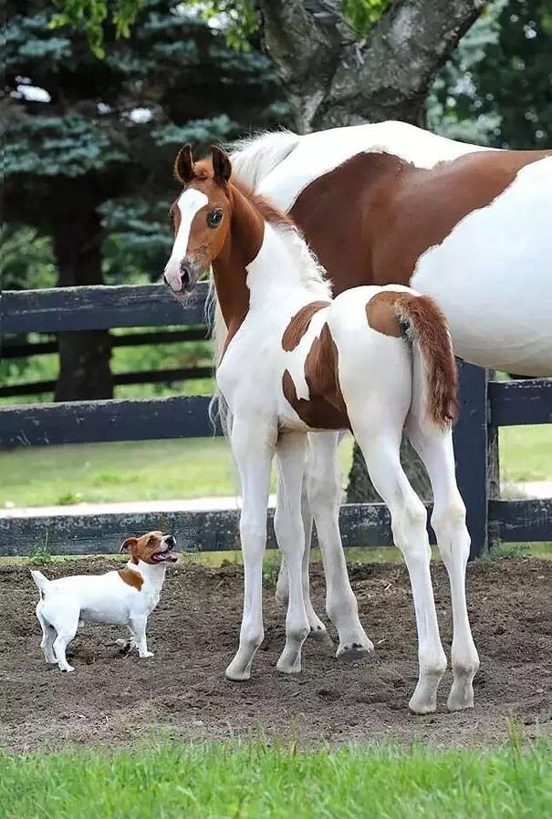 一只狗和一只马