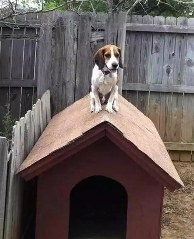 那些对狗窝屋顶情有独钟的狗子 你们还真是辜负铲屎的一片心意