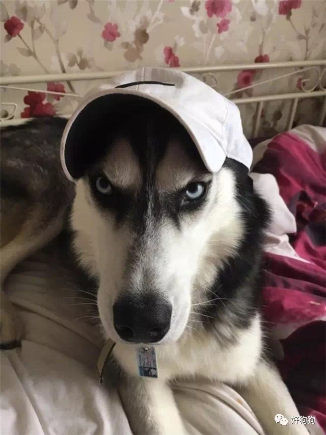 这只号称凶狠表情包鼻祖的二哈,现在居然找到媳妇儿了