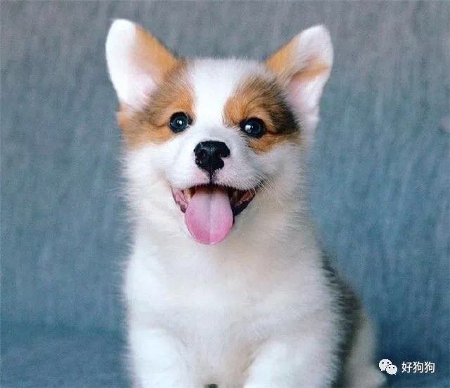 来一波柯基小奶狗 让你感受下什么叫萌到窒息