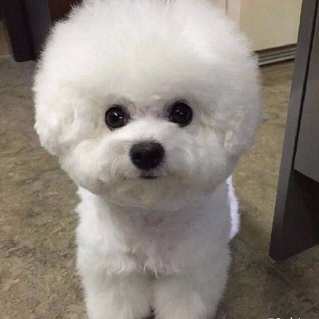 这么萌的比熊犬 要不是隔着屏幕我早就把它抱走了